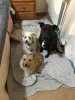 Peanut, Parkin and Poppy, in the hotel in France, on their way from Torrequebrada in S.Spain to Bradford.